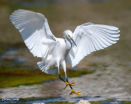 Snowy-Egret-landing-1-Brian-Sump-6157-FORUM.png