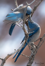 March-28,-2020-Woodhouses-Scrub-Jay-Roxborough-FORUM.png