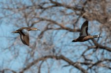 Blue-winged-teal-IN-FOCS.jpg