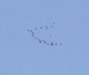 P2180563.jpeg    Flying geese 5..jpeg