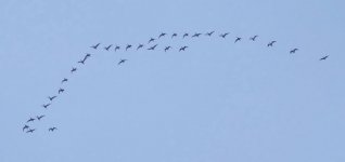 P2180572.jpeg    Flying geese.jpeg