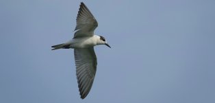 DSC06836 Whiskered Tern @ San Tin.jpg