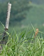 DSC06699 Oriental Reed Warbler @ San Tin.jpg