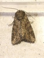 Mystery moth.jpeg