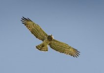 Short-toed Eagle Sep 11_05.jpg