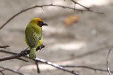 20200112 (74)_Black-necked_Weaver.JPG