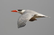 20200112 (90)_Caspian_Tern.JPG