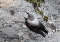 Wallcreeper Sep 08_055.jpg