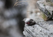 Wallcreeper Sep 08_096.jpg