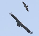 Black Vulture-Booted Eagle_7038.jpg