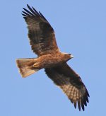Booted Eagle_7084.jpg