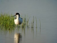 Avocet.jpeg