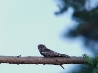 Nightjar_23062020.jpg