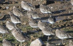 Curlew-2.jpg