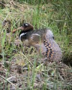 IMG_6078 Greater Painted-snipe (f) @ Mai Po.jpg