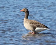 EMAIL Goose - Southport Marshside - In Lockdown - 20May30 - 4335 orig.jpg