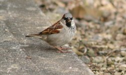 tn_House Sparrow eating Wheat 2007 1.JPG