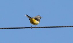 tn_Grey Wagtail Cooley 2.JPG