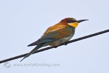 Bee-Eater070512001.jpg