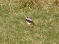 A Wheatear Male The Roaches 010407.jpg