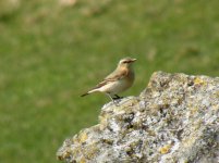 a2 Wheatear Stoop Farm  Hollinsclough 010407.jpg