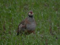 Red legged Partridge1.JPG