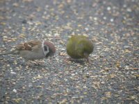 Tree Sparrow.JPG