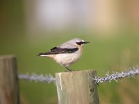 Wheatear-2-'07.jpg