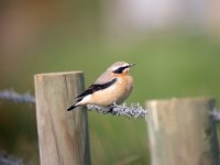 Wheatear-1-'07.jpg