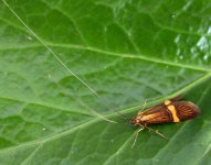 Nemophora degeerella  (650).jpg