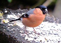 Bullfinch at Pe…29 Mar 2006.jpg