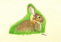 Wild rabbit0001.jpg