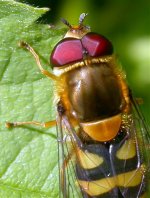 hoverfly (front) (650).jpg