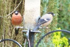 Mr and Mrs Bullfinch.jpg