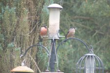 Mr and Mrs Bullfinch 2.jpg