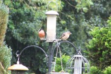 Mr Bullfinch and Chaffinch.jpg