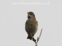 iberianchiffchaff_220407_0009.jpg