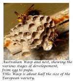 Wasp Nest.jpg