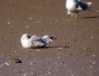 White-winged-Herring-Gull!.jpg