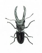 Sabah Stag Beetle email.jpg