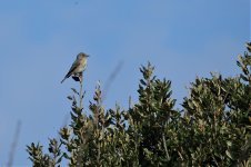 Spotted Flycatcher sm.jpg