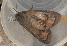 004 Svennson's Copper Underwing 001.JPG