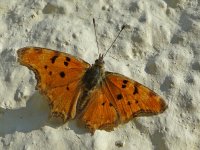 AA Butterfly - Corfu Agios Gordios - 11Oct5 - 06-617.jpg