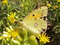 AA Butterfly - Corfu Pendati Village - 11Oct1 - 02-154.jpg