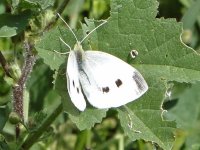 AA Butterfly - Spain Huesca - Ontinena - 11May5 08-007.jpg