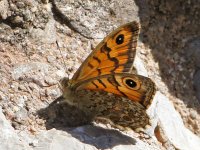 AA Butterfly - Spain Huesca - Riglos - 11May3 06-573.jpg