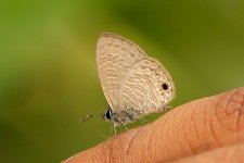 Unknown butterfly_IMG_1625_September 13, 2015.jpg