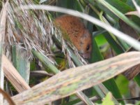 harvest mouse 2 small.JPG