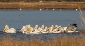 Pelicans Kalloni Salt Pans 041020.JPG