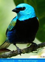 like-a-blueneckedtanager.jpg